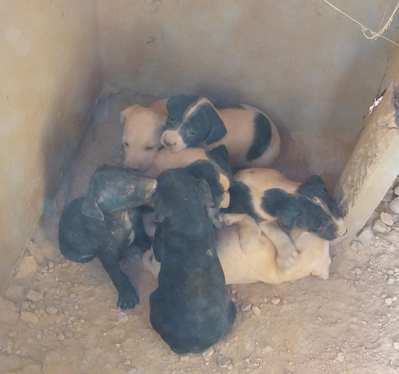 Campanha da Rádio Cidade, Adote um filhote de Cachorro